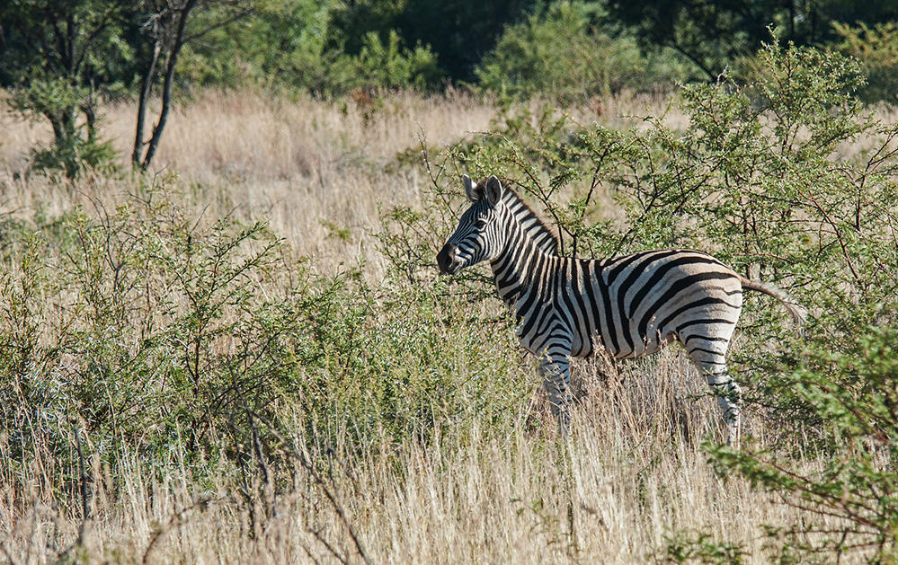 Pilanesberg National Park Burchell's Zebra